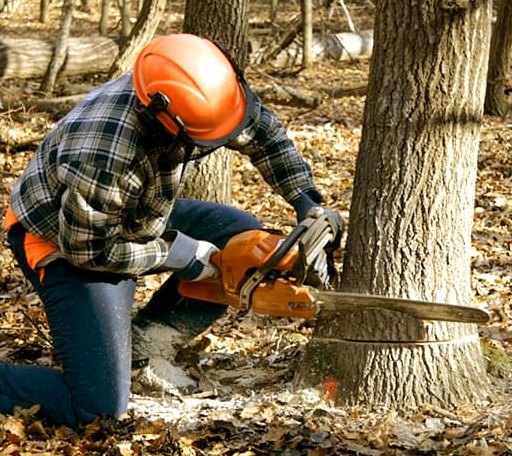 Tree Removal in Winfred, SD